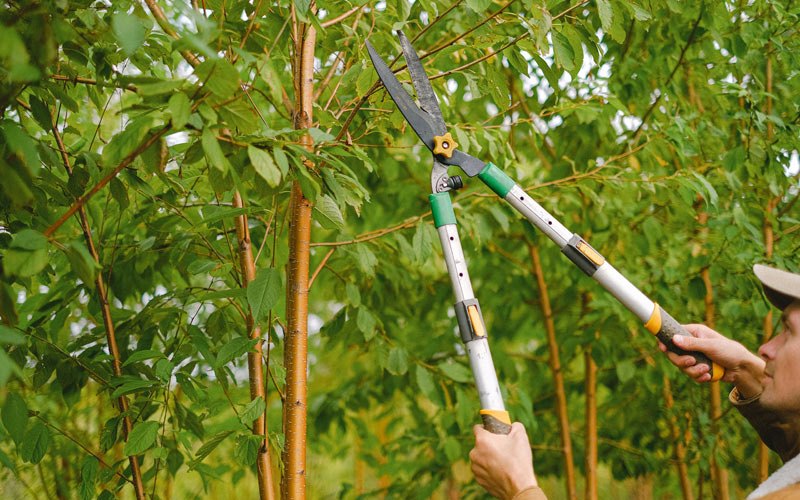 Tree trimming in Charlton Heights, WV