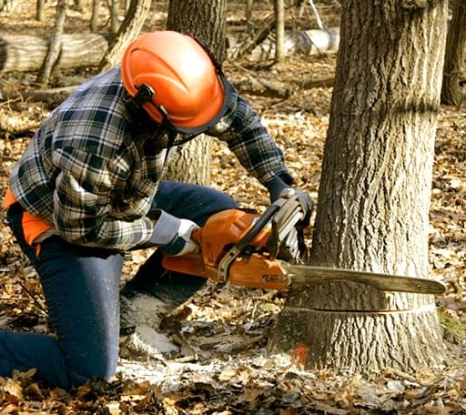 Tree Removal in Charlton Heights, WV